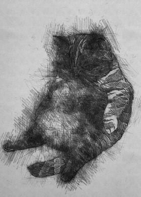 Cat pencil sketch