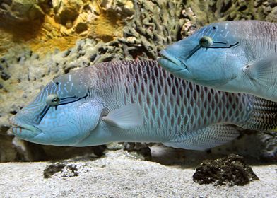 Humphead Wrasse