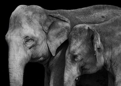 Elephant Tenderness