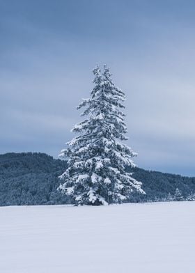 Christmas fir in the snow