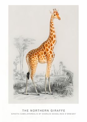 The Northern Giraffe