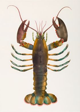 American lobster