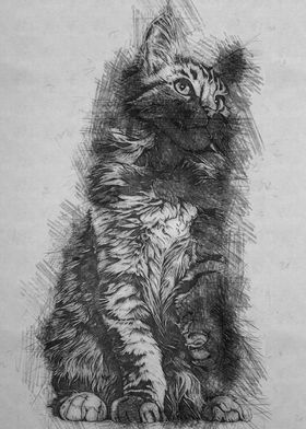 Cat pencil sketch