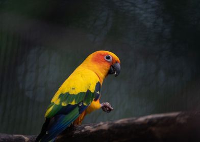 Parrot