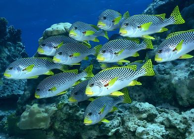 Sweetlips