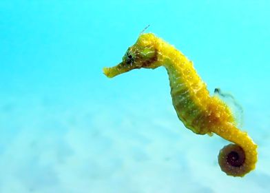 Seahorse