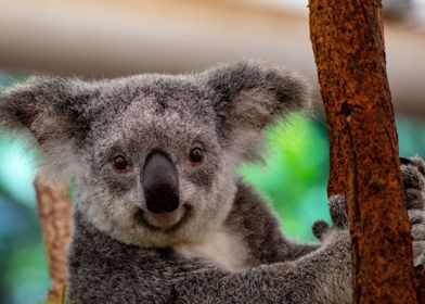 Koala