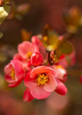 Pink flowers spring garden