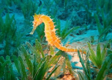 Seahorse