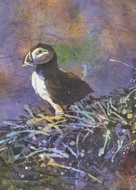 Puffin watercolor paiting