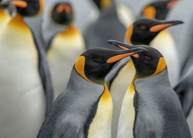 Penguins