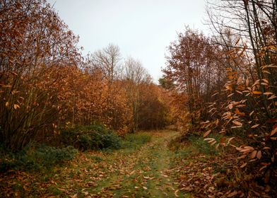 Path to Autumn