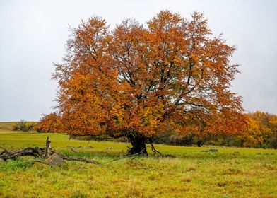 The autumn tree