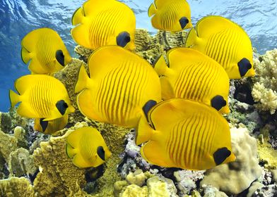 butterflyfish 