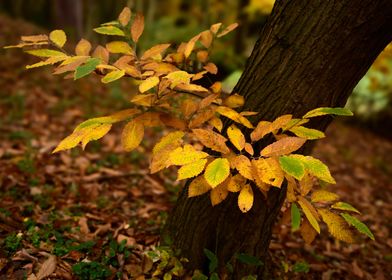 Autumn Leaves