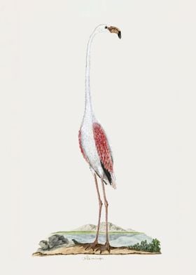 greater flamingo