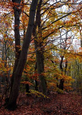 Autumn Trees