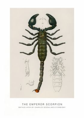 The Emperor Scorpion