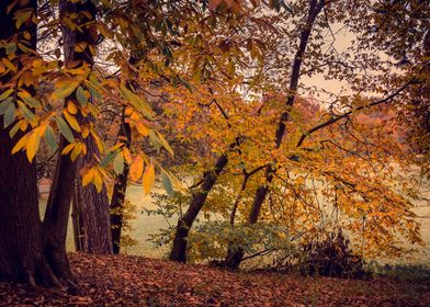 Autumn Landscape