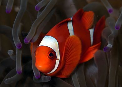 Clownfish