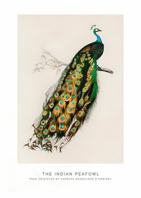 Indian Peafowl