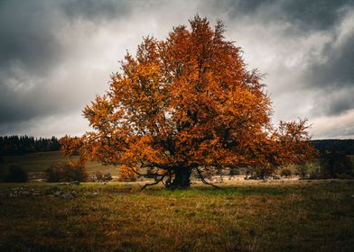 The big autumn tree