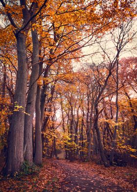 Autumn Forest