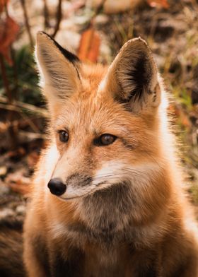 Fox