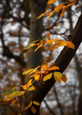 Autumn Leaves