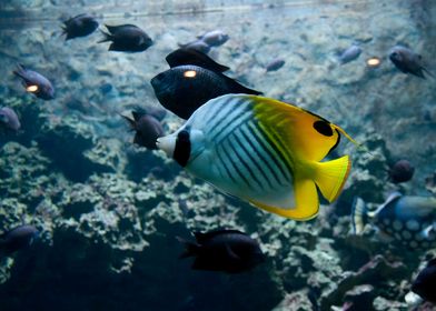 Butterflyfish