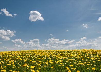 Yellow field and blue sky