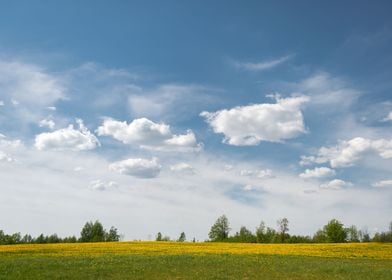 Yellow dandelions field