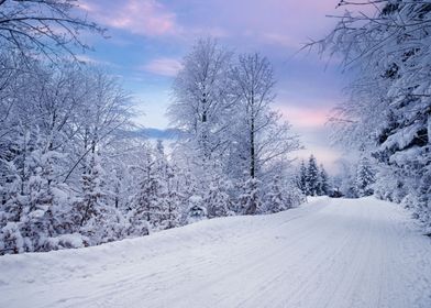 Snow covered winter trees