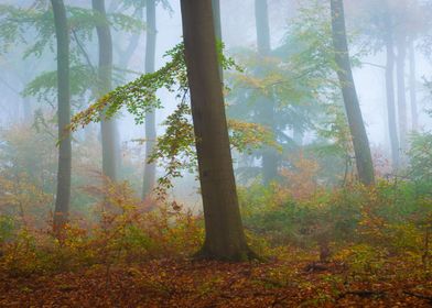 Foggy Beech Forest