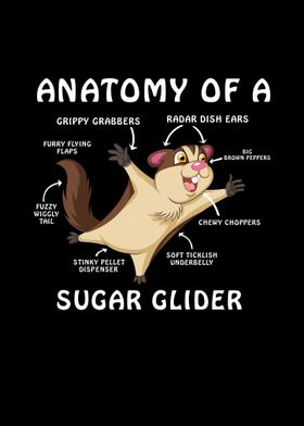 anatomy of a sugar glider