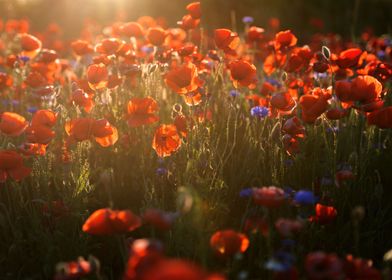 A field of red poppies