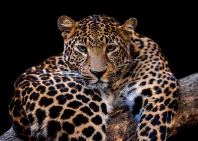 Leopard portrait