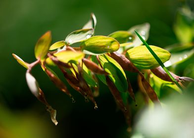 green spring plants nature