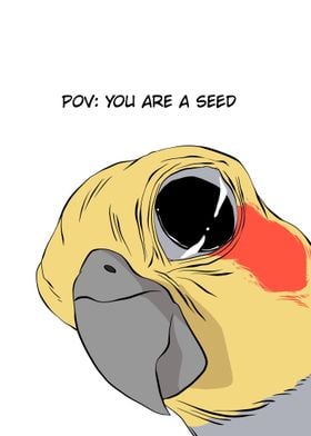 bird meme