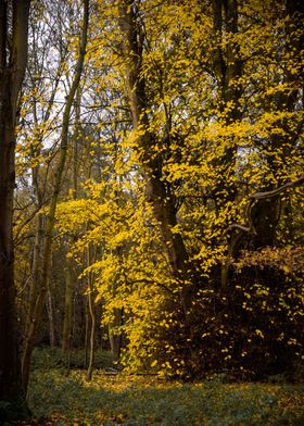 Yellow Leaves