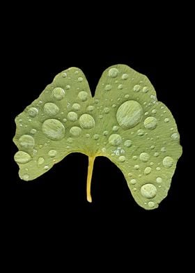 Raindrops Ginkgo Leaf