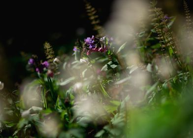 green spring plants nature