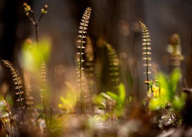 green spring plants nature