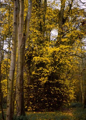 Autumn Tree