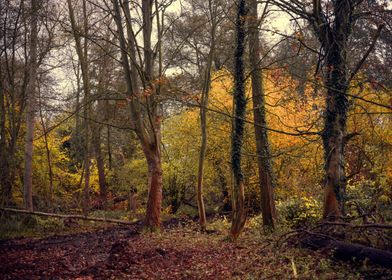 Autumn Forest