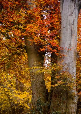 Colourful Leaves 