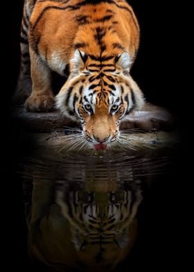 Tiger drink water