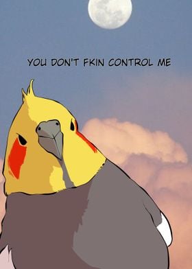 cute fat bird