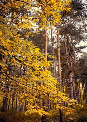 Pine Forest in Autumn