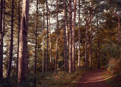 Pine Forest in the Morning